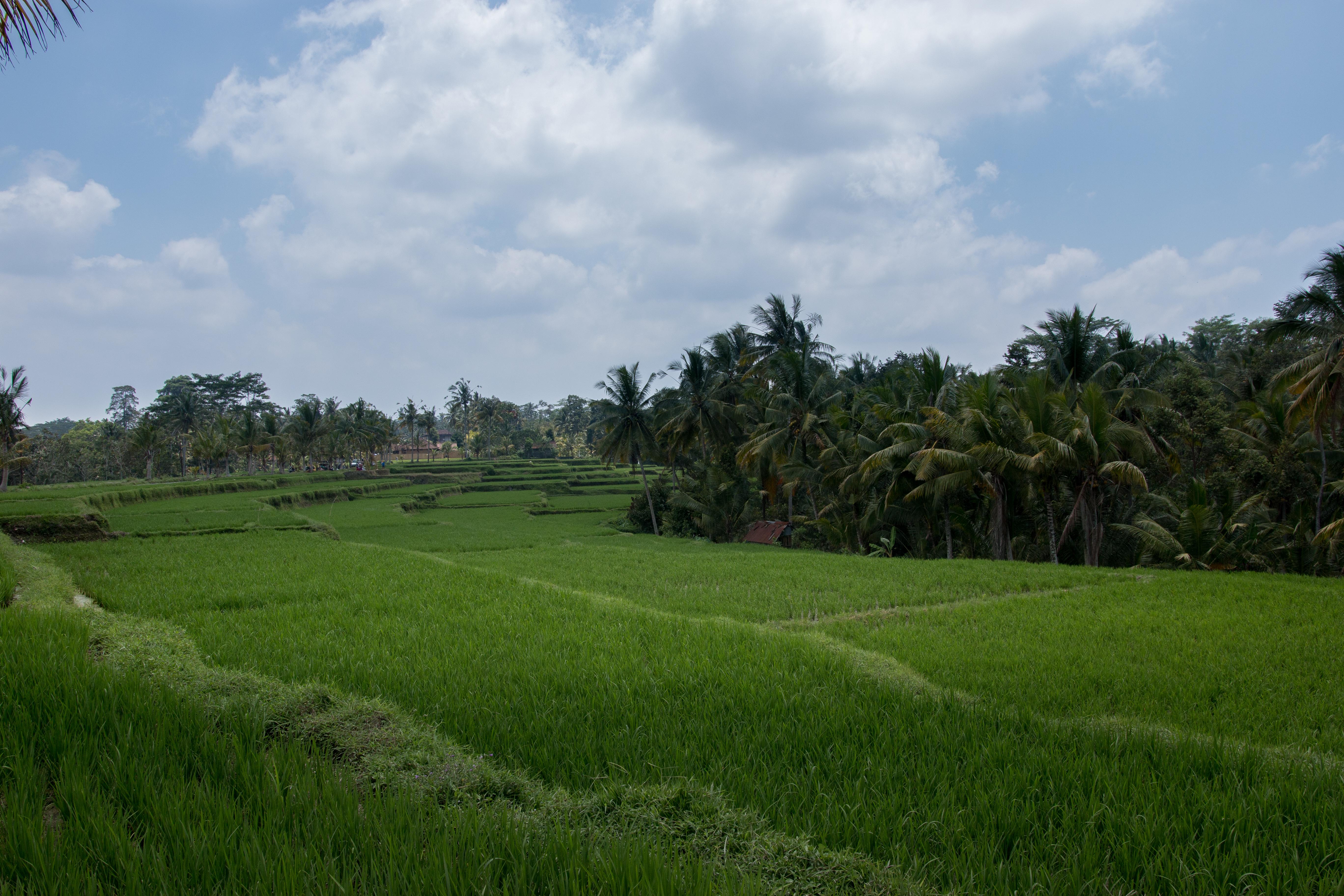 Onje Resort And Villas Ubud Kültér fotó