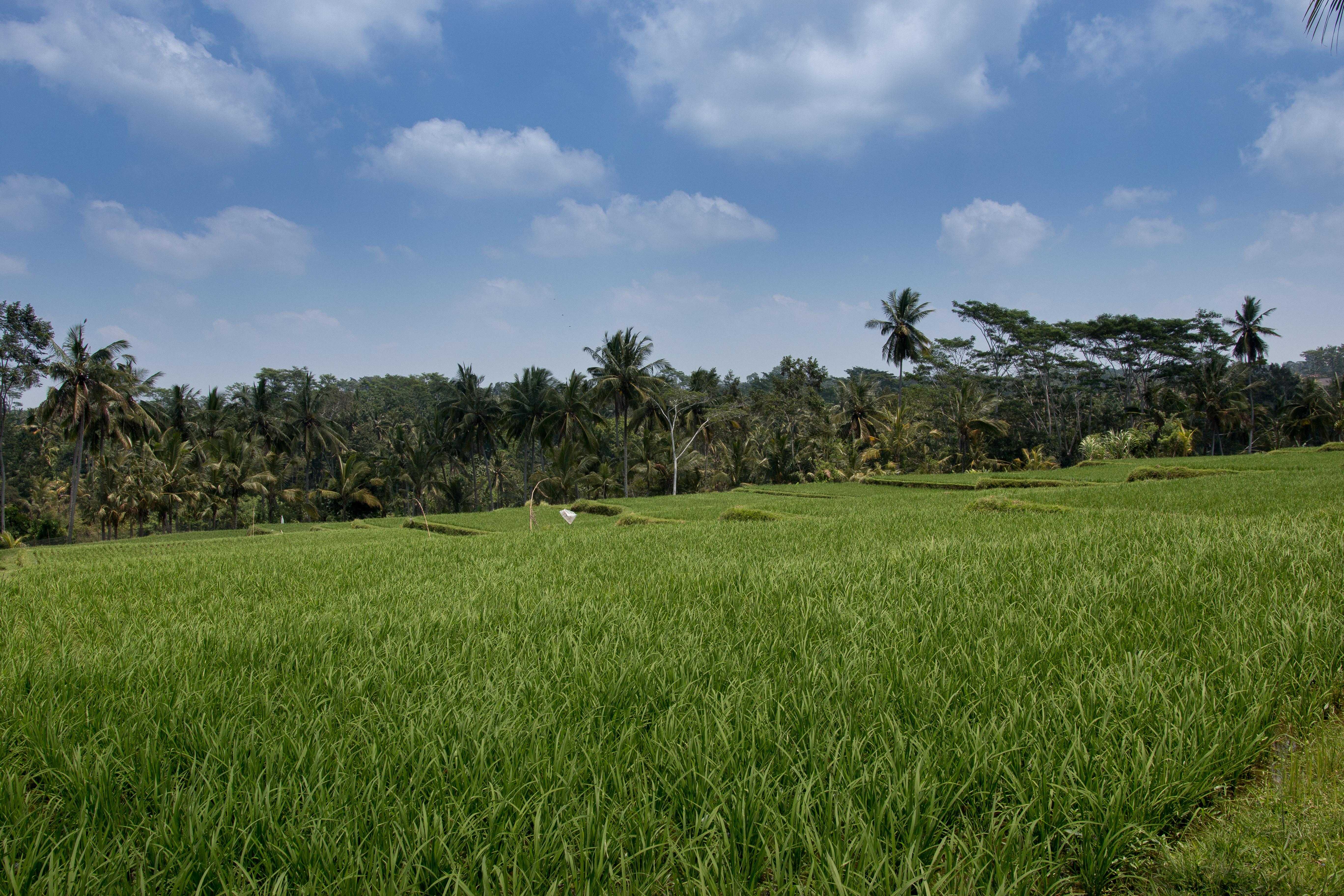 Onje Resort And Villas Ubud Kültér fotó