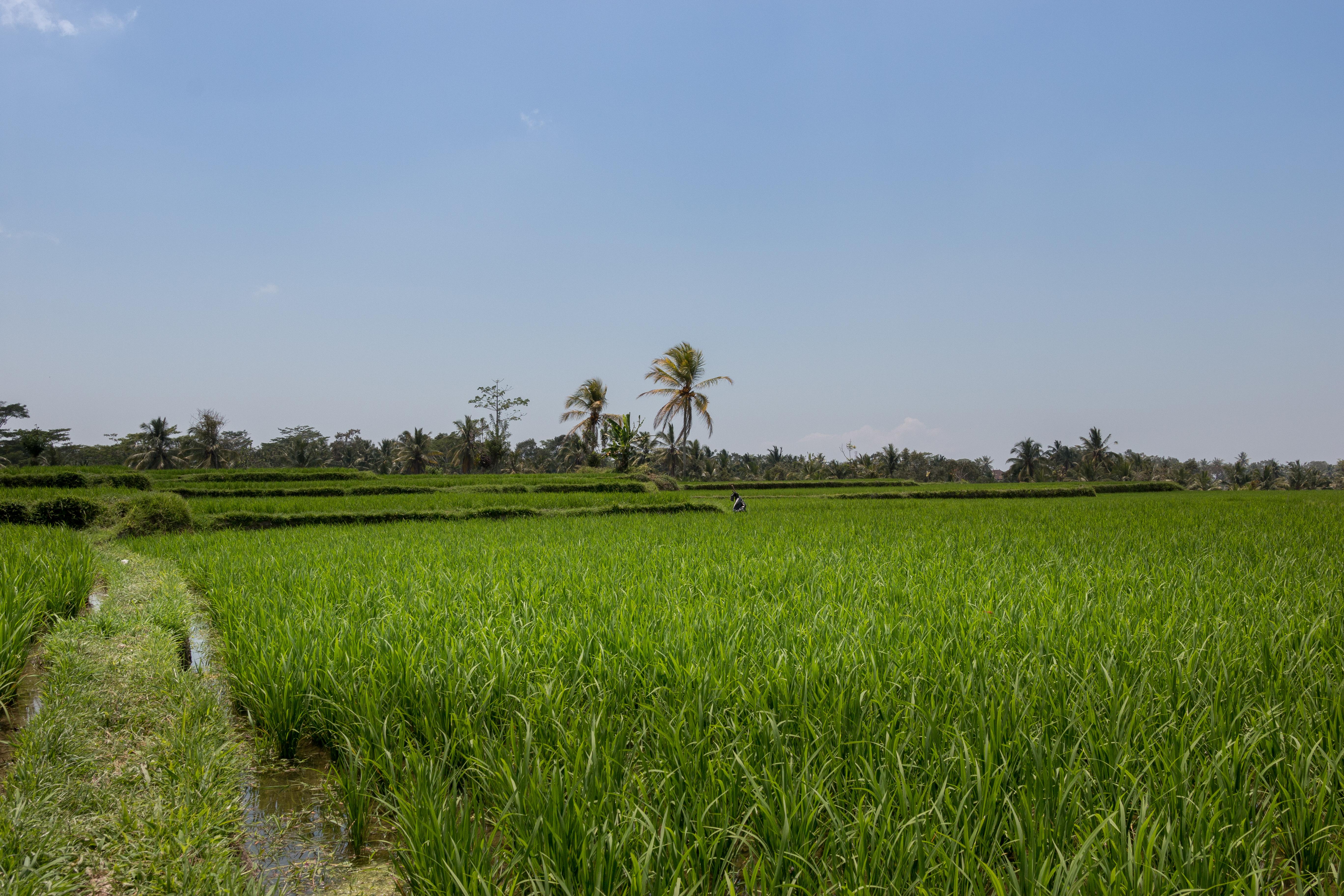 Onje Resort And Villas Ubud Kültér fotó
