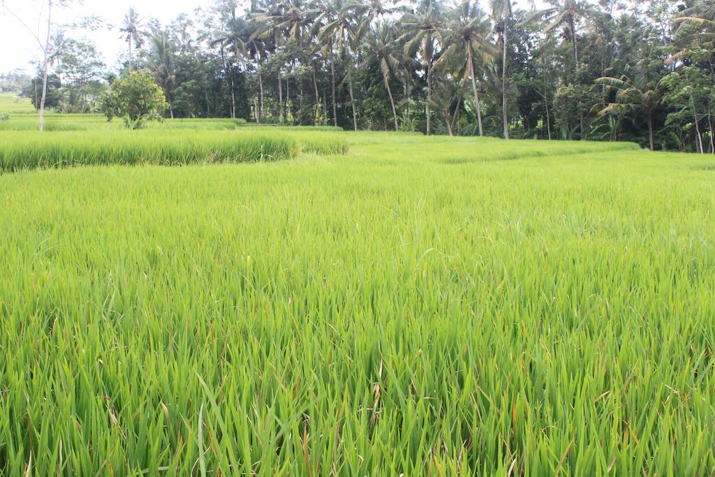 Onje Resort And Villas Ubud Kültér fotó